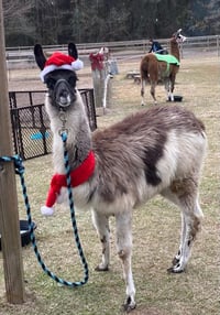 Image 7 of Magical Christmas animal experience with a holiday princess! Snow, music, farm and exotic animals. 