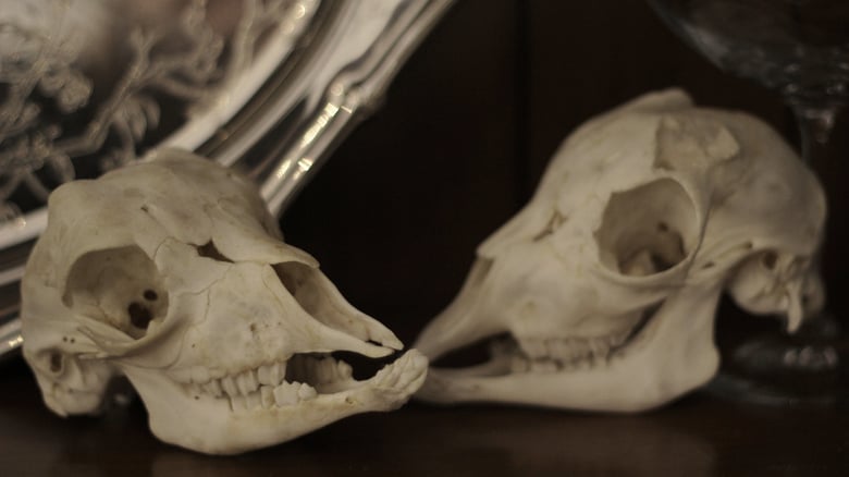 Image of 2 Baby goat skulls(set)