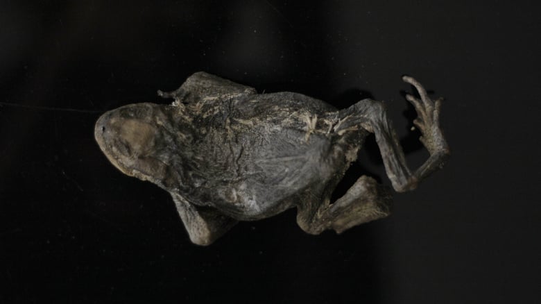 Image of Naturally mummified frog