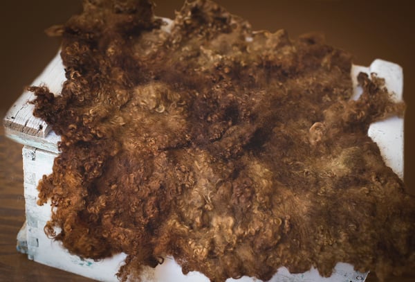 Image of Nest of Curls Blanket - Chocolate Dream