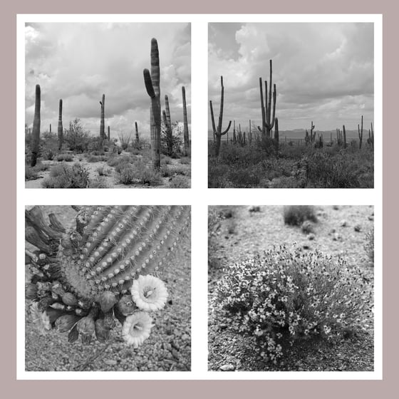 Image of Desert Dweller Set of Four