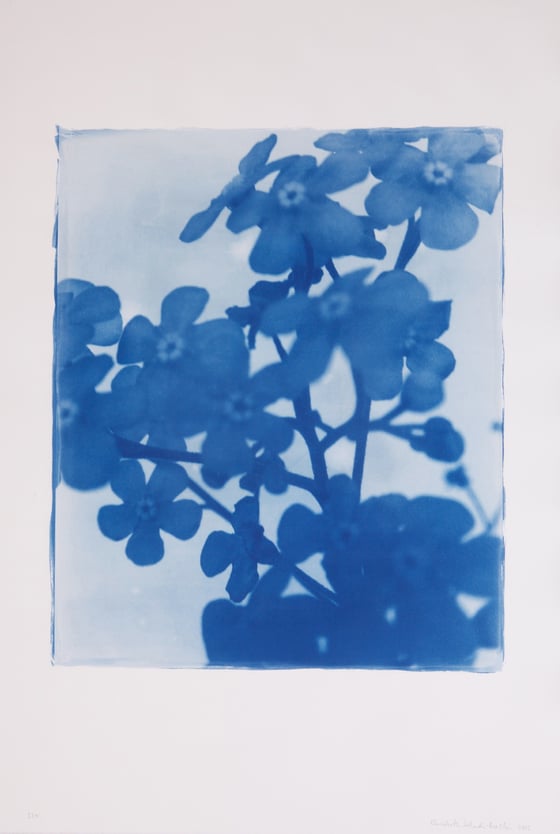 Image of Elisabeth Scheder-Bieschin Blume, 2015, 5/10