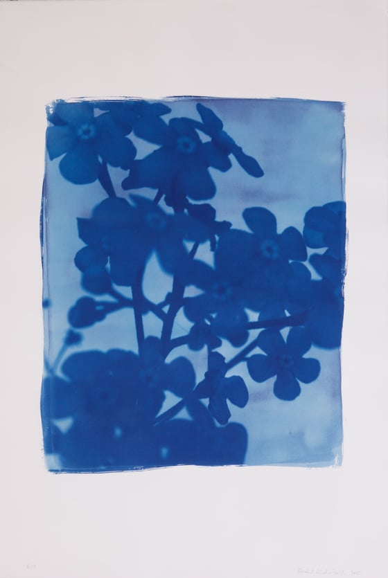 Image of Elisabeth Scheder-Bieschin Blume, 2015, 8/10