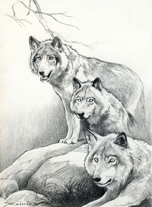 wolf pack drawing