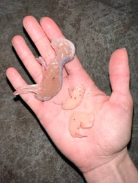 Image 4 of Hare embryo cast Bigger embryo 