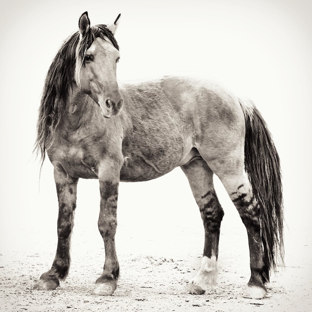 Image of Chief