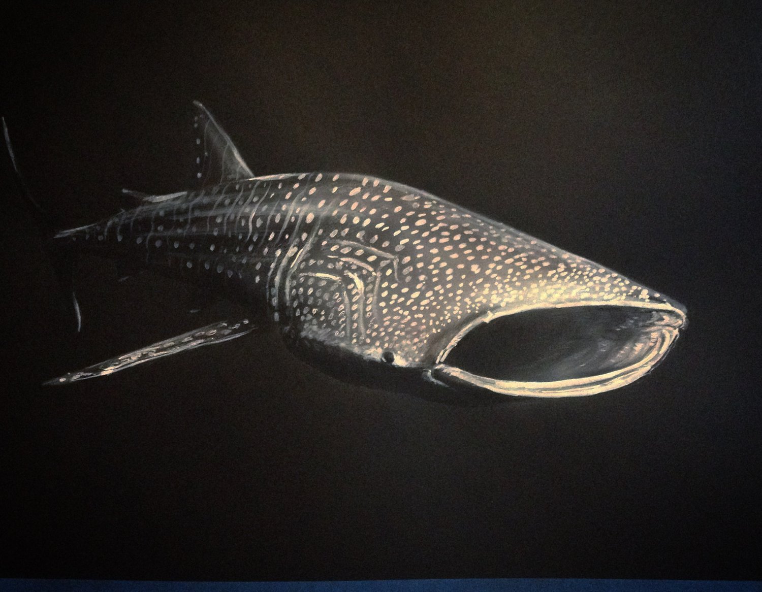 Image of whale shark