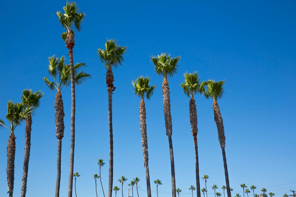 Image of California Palm Trees