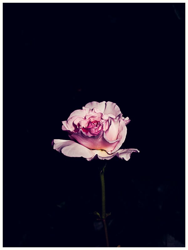 Image of Rose Garden No.1 