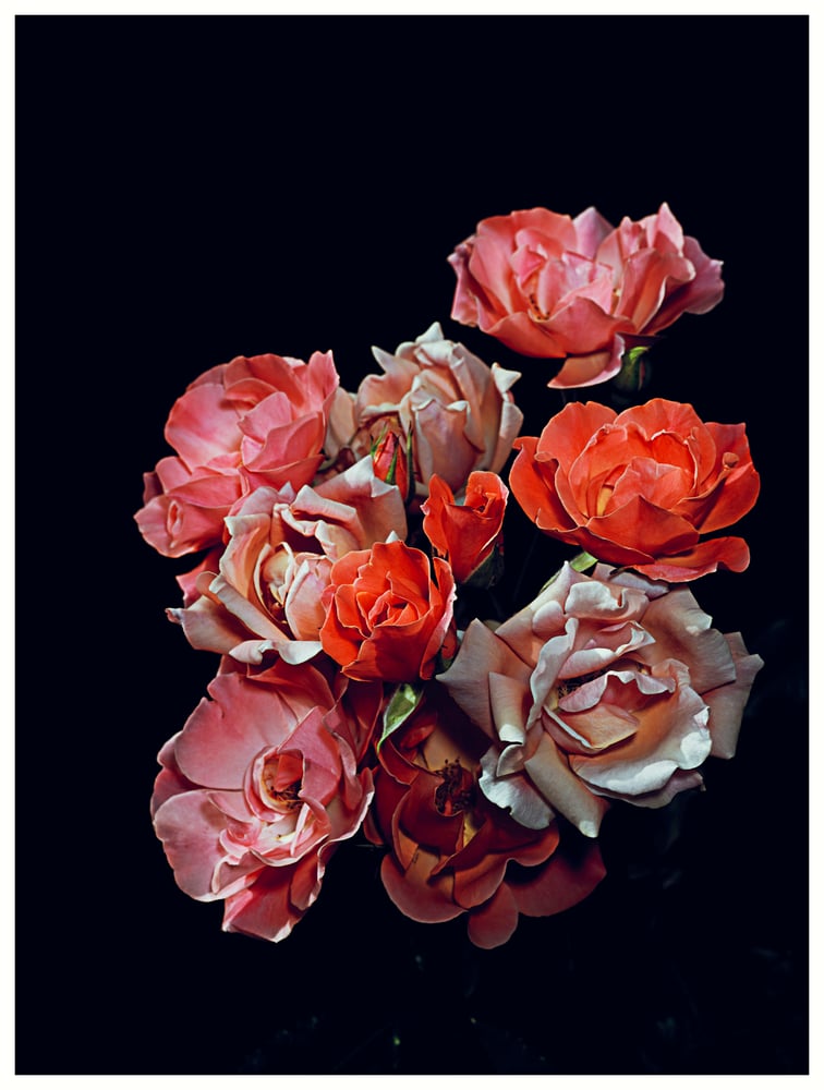 Image of Rose Garden No.7 