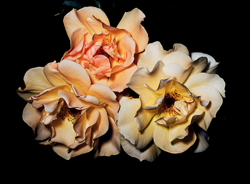 Image of Rose Garden No.4