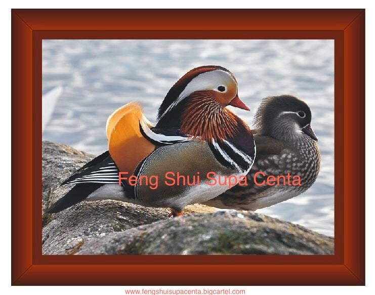 Image of Mandarin Duck Plaque