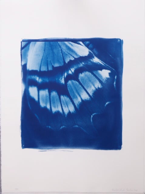 Image of Elisabeth Scheder-Bieschin Schmetterling, 2015  10/25