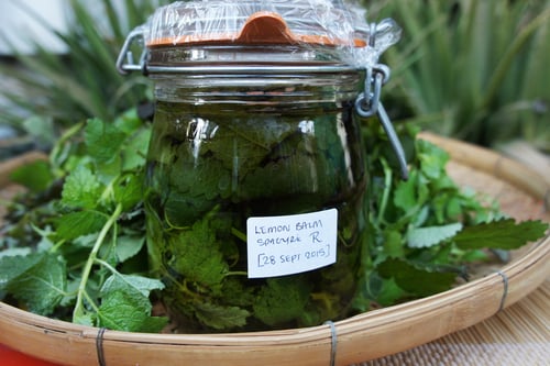 Image of LEMON BALM spagyric tincture - alchemically enhanced plant extraction