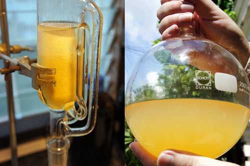 Image of LION'S MANE MUSHROOM spagyric tincture - alchemically enhanced plant extraction