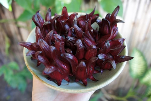 Image of ROSELLE (HIBISCUS) spagyric tincture - alchemically enhanced plant extraction