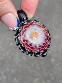 Image 1 of Primrose 