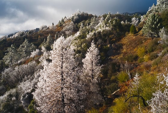 Image of Frozen forest