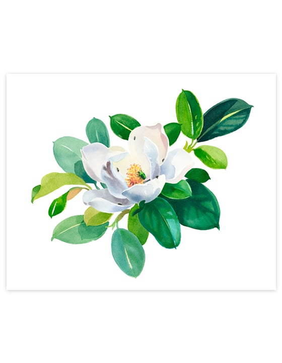 Image of Magnolia Grandiflora Giclée Art Print #1