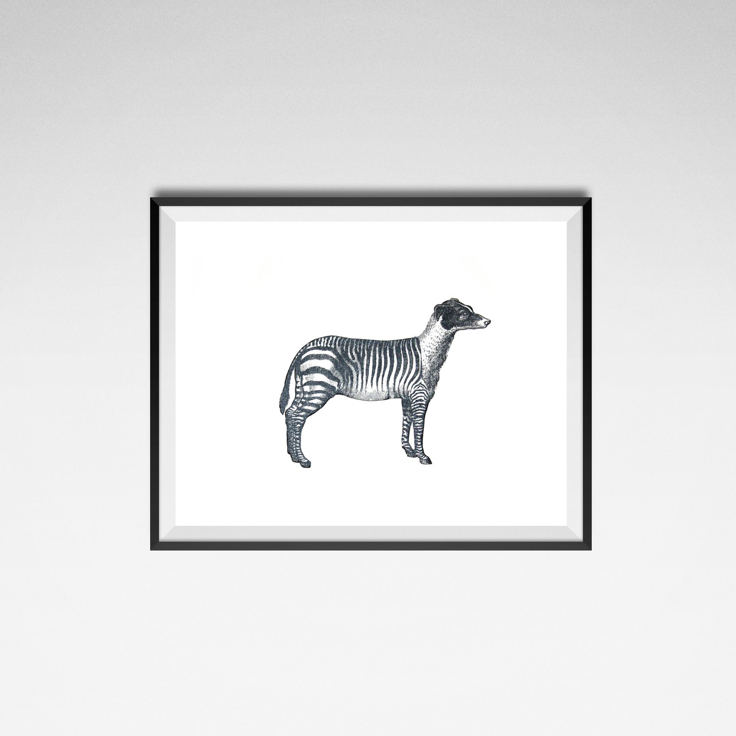 Image of Zebradog