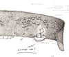 The Seiner Explainer Poster