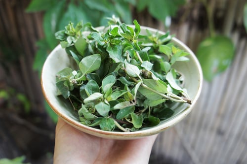 Image of OREGANO spagyric tincture - alchemically enhanced plant extraction