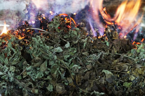 Image of OREGANO spagyric tincture - alchemically enhanced plant extraction