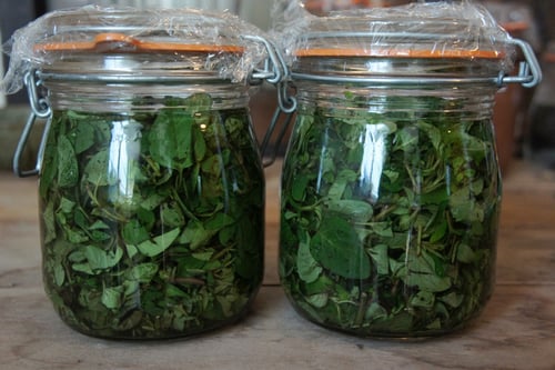 Image of OREGANO spagyric tincture - alchemically enhanced plant extraction