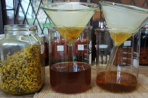 Image of CHRYSANTHEMUM spagyric tincture - alchemically enhanced plant extraction