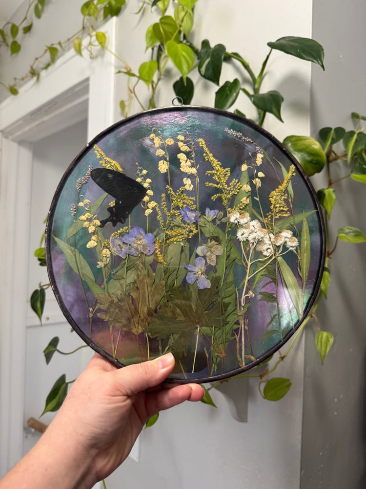 Wildflower field with black butterfly