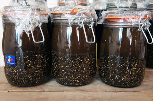 Image of BLACK PEPPER spagyric tincture - alchemically enhanced plant extraction