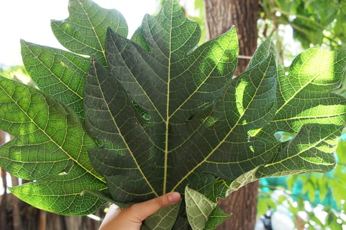 Image of PAPAYA LEAF spagyric tincture - alchemically enhanced plant extraction