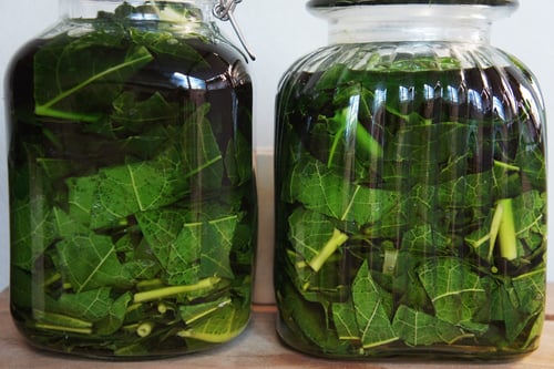 Image of PAPAYA LEAF spagyric tincture - alchemically enhanced plant extraction