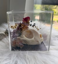 Image 2 of Aragonite Kitty