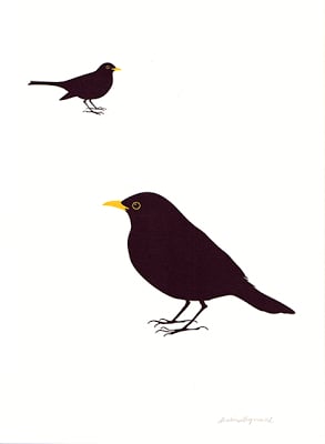 Image of Blackbird no1