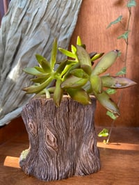 Image 2 of Coppertone Stonecrop in Black Bears Pot (2 openings)