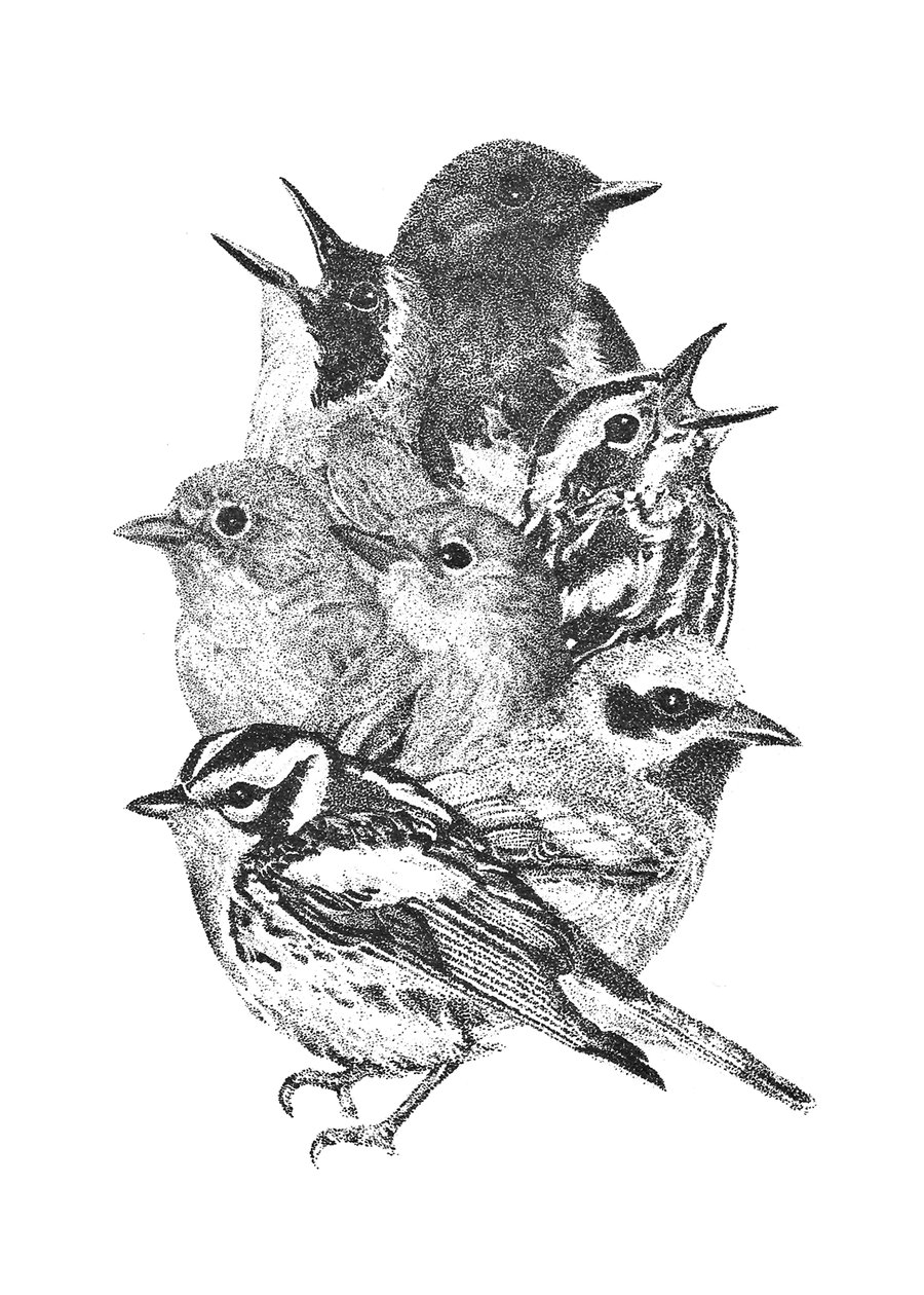 Image of Warblers Print