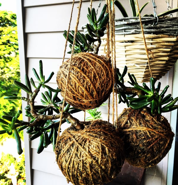 Image of Gollum Jade Kokadama Moss Ball