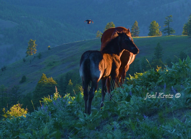 Image of Summer Evening..