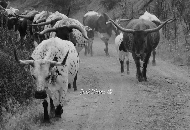 Image of Longhorns on the move...