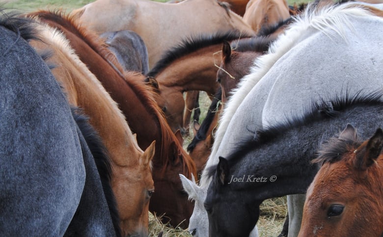 Image of Colors of Horses