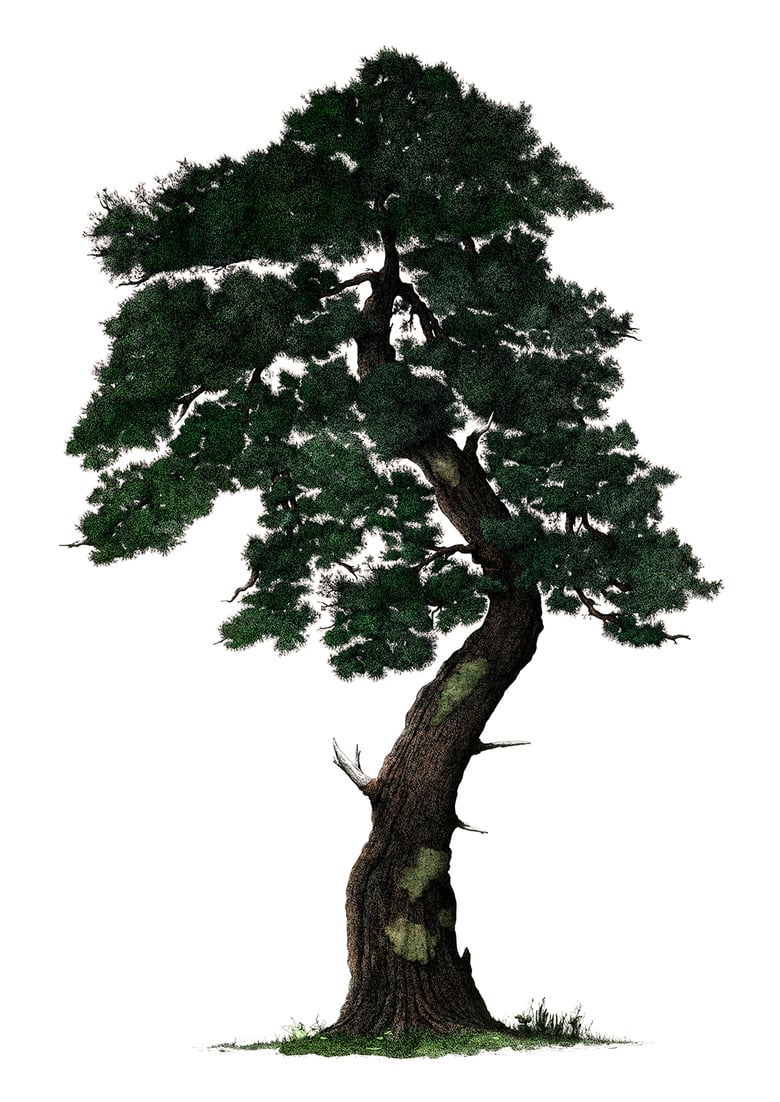 Image of White pine tree