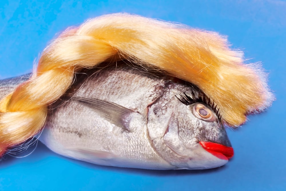 Image of HAIRY FISH