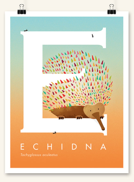 Image of Echidna