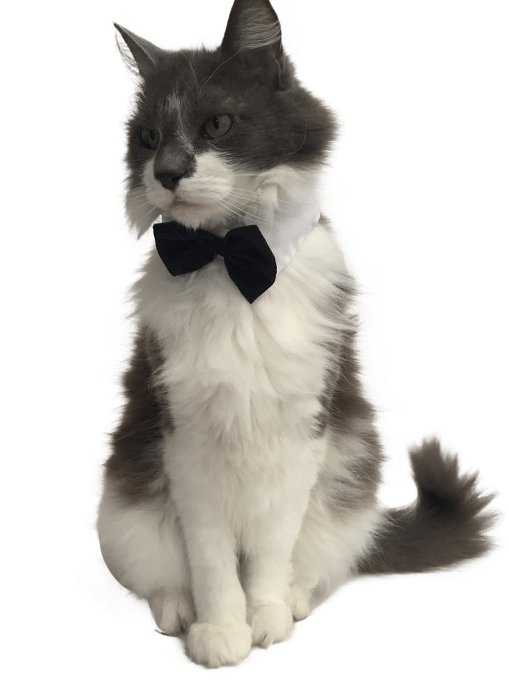 Image of Classic BlackTie