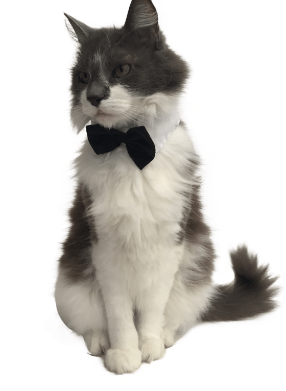 Image of Classic BlackTie