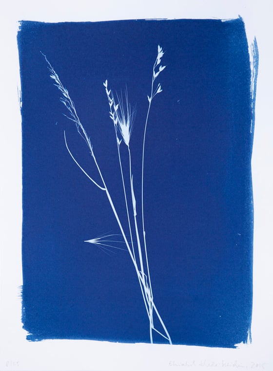 Image of Elisabeth Scheder-Bieschin Regent's Park, 2015 8/25