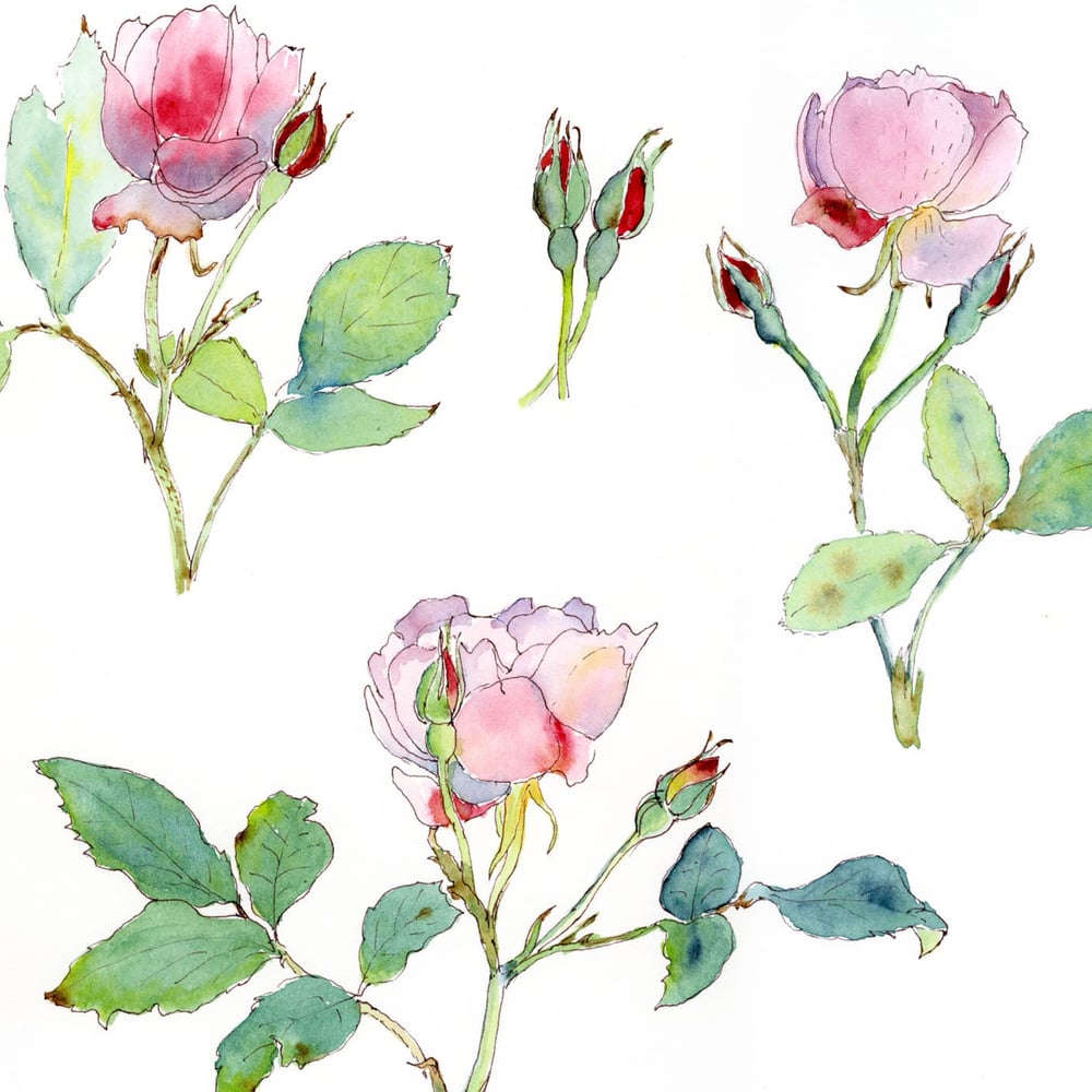 Image of Derrynane Roses