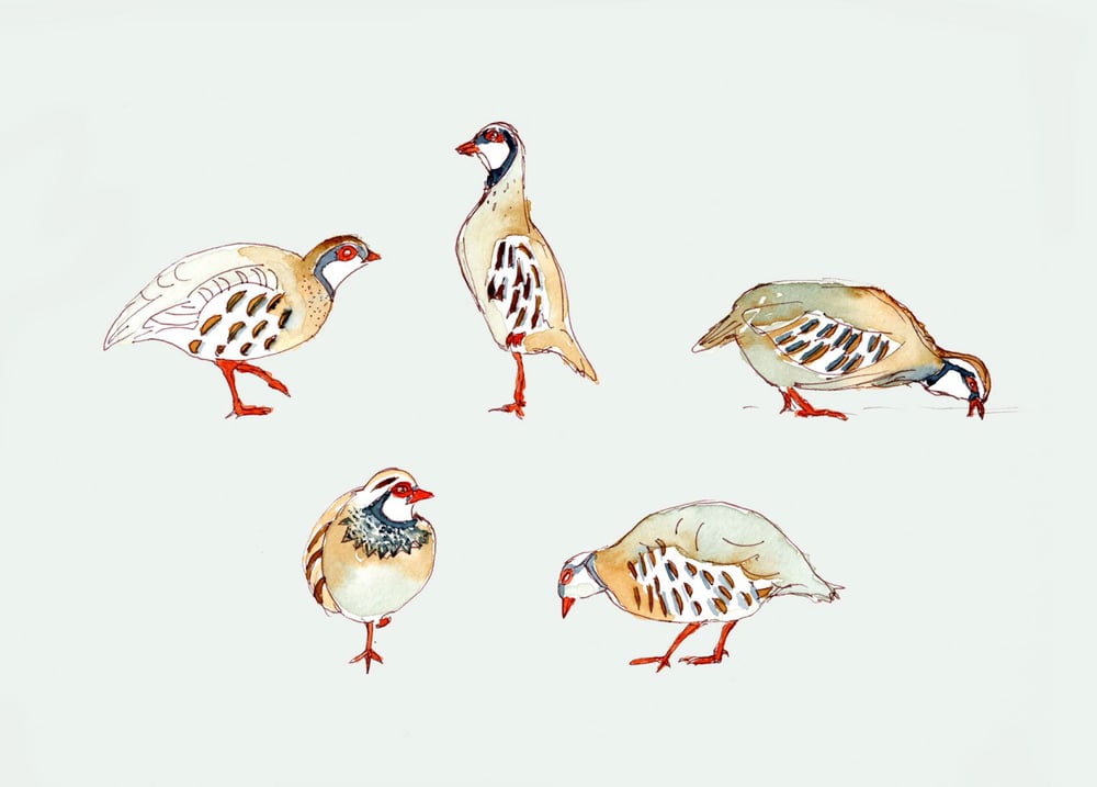 Image of French Partridges