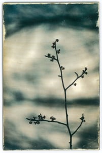Image of Jess Repose's Slow Photography: Branch